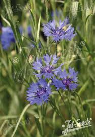 Attēlu rezultāti vaicājumam “Cyanus segetum flower”