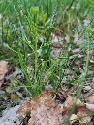 Attēlu rezultāti vaicājumam “Thesium ebracteatum”