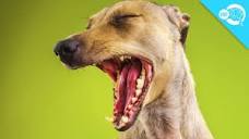 Why Do Dogs Yawn? - YouTube