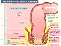 Image result for b%FD%E7ak anatomisi