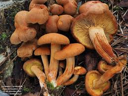 Attēlu rezultāti vaicājumam “Gymnopilus sapineus”