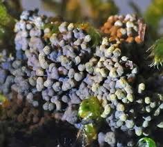 Attēlu rezultāti vaicājumam “Physarum obscurum”