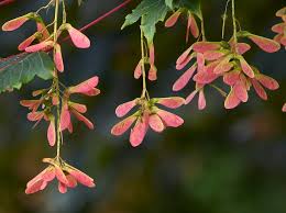 Attēlu rezultāti vaicājumam “Acer pseudoplatanus flower”