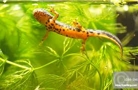 Attēlu rezultāti vaicājumam “Triturus cristatus”