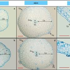 Attēlu rezultāti vaicājumam “Callitriche cophocarpa”