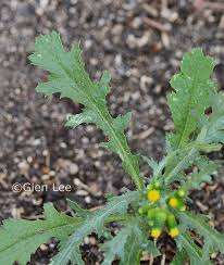 Attēlu rezultāti vaicājumam “Senecio vulgaris”