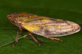 Attēlu rezultāti vaicājumam “Lamprotettix nitidulus”