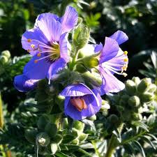 Attēlu rezultāti vaicājumam “Polemonium caeruleum flower”