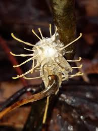 Attēlu rezultāti vaicājumam “Akanthomyces aculeatus”