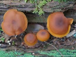 Attēlu rezultāti vaicājumam “Gymnopilus picreus”