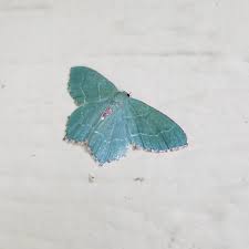 Attēlu rezultāti vaicājumam “Hemithea aestivaria”