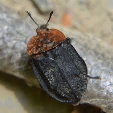 Attēlu rezultāti vaicājumam “Oiceoptoma thoracicum”