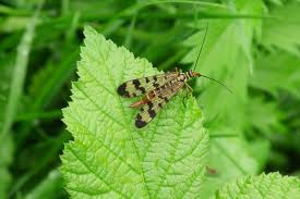 Attēlu rezultāti vaicājumam “Panorpa communis imago”