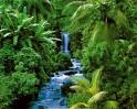 ASEAN Celebrates International Year of Forests 2011 | ASEAN-Korea ...