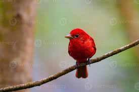 Image result for Piranga rubra