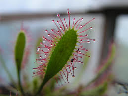 Attēlu rezultāti vaicājumam “Drosera anglica leaf”