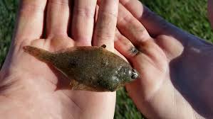 Image result for Parophrys vetulus