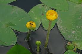Attēlu rezultāti vaicājumam “Nuphar lutea flower”