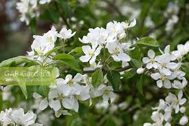 Attēlu rezultāti vaicājumam “Malus prunifolia”