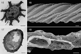Attēlu rezultāti vaicājumam “Hemitrichia leiotricha stalked”