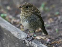 Attēlu rezultāti vaicājumam “Erithacus rubecula juvenile”