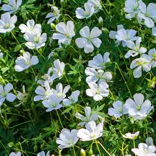 Attēlu rezultāti vaicājumam “Geranium sanguineum”