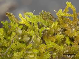 Attēlu rezultāti vaicājumam “Blepharostoma trichophyllum”