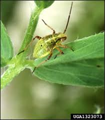 Attēlu rezultāti vaicājumam “Lygus nymph nymph”