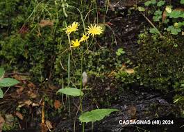 Attēlu rezultāti vaicājumam “Crepis paludosa leaf”
