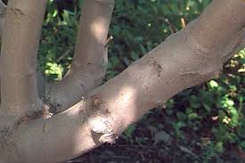 Attēlu rezultāti vaicājumam “Acer tataricum bud”