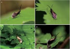 Attēlu rezultāti vaicājumam “Micropterigidae”
