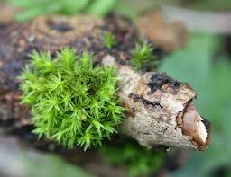 Attēlu rezultāti vaicājumam “Orthotrichum affine var. affine”