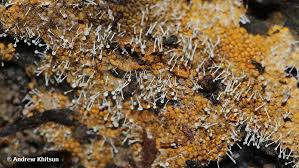 Attēlu rezultāti vaicājumam “Polycephalomyces tomentosus”