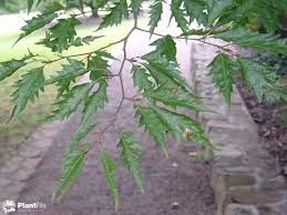 Attēlu rezultāti vaicājumam “Fagus sylvatica fo. laciniata leaf”