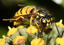 Attēlu rezultāti vaicājumam “Vespula germanica male”