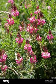 Attēlu rezultāti vaicājumam “Leguminosae”