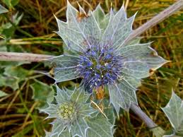 Attēlu rezultāti vaicājumam “Eryngium maritimum leaf”