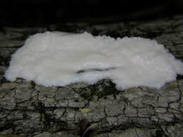 Attēlu rezultāti vaicājumam “Reticularia lycoperdon young”