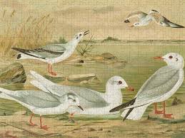 Attēlu rezultāti vaicājumam “Larus minutus”