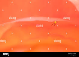 Attēlu rezultāti vaicājumam “Araneus diadematus juvenile”