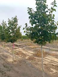 Attēlu rezultāti vaicājumam “Tilia americana”