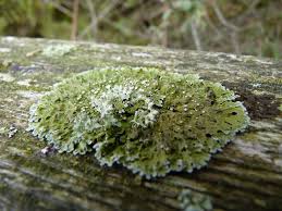 Attēlu rezultāti vaicājumam “Physconia distorta”