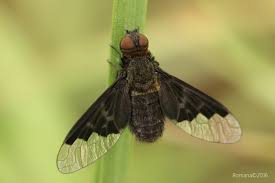 Attēlu rezultāti vaicājumam “Hemipenthes morio”