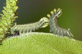 Attēlu rezultāti vaicājumam “Endromis versicolora”