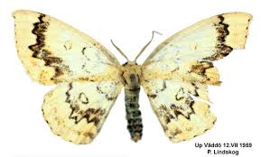 Attēlu rezultāti vaicājumam “Cyclophora annularia”
