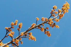 Attēlu rezultāti vaicājumam “Hamamelis vernalis flower”