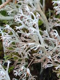 Attēlu rezultāti vaicājumam “Cladonia rangiferina”