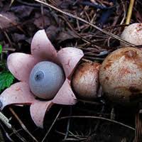 Attēlu rezultāti vaicājumam “Geastrum”