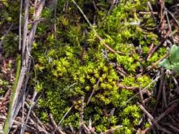 Attēlu rezultāti vaicājumam “Barbula unguiculata macro”