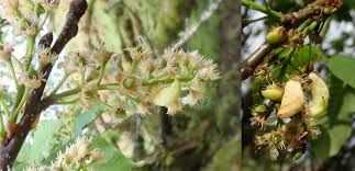 Attēlu rezultāti vaicājumam “Taphrina padi”